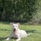 Wiggles
