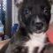Arlo