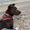 Roxy