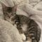 Phoebe