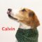 Calvin