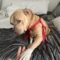 Widget