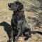 Remington