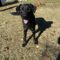 Remington