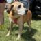 Waylon